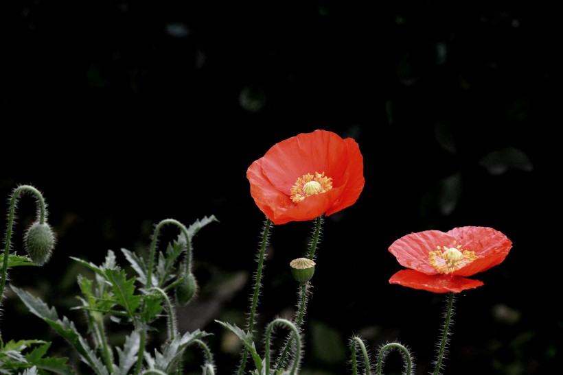 生肖▲下个月内,姻缘旺盛,桃花上身,将迎来情定一生爱情的四大生肖