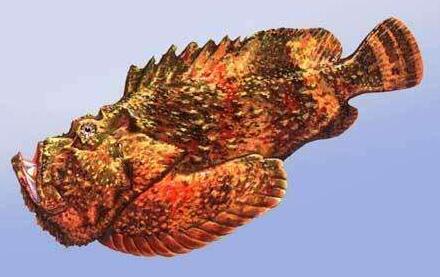 宇航员■全世界最毒动物排行榜 第一名你绝对想象不到