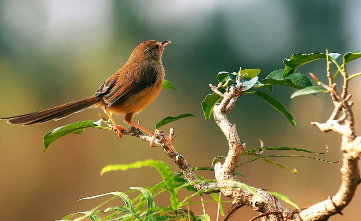 #运势#恭喜！6月17号起事业辉煌，“狗屎运”不停，不缺福禄的属相
