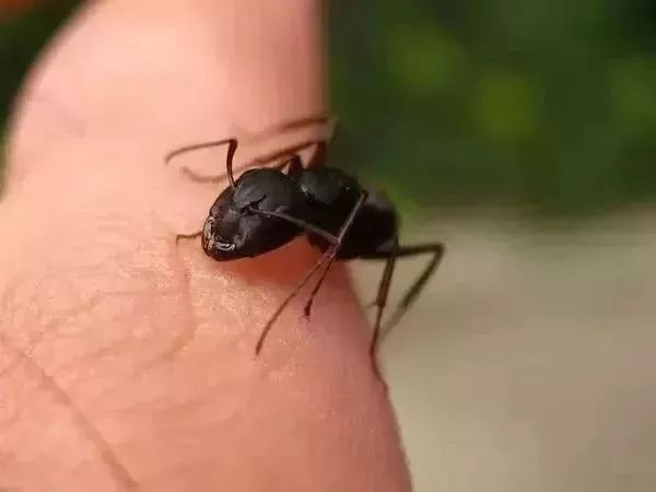 红火蚁@遇到这种小红土堆，千万别碰！广东各地都有