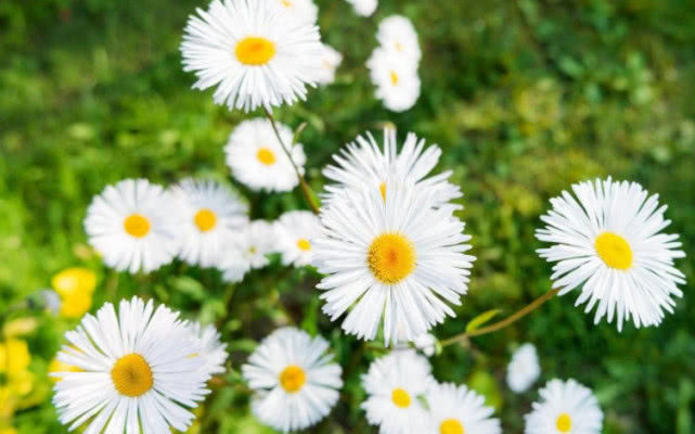 【生肖】6月赚钱越来越多,7月喜鹊啼叫幸福来,生活富贵美满的三个生肖