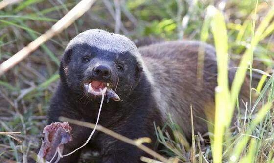 []蛇最怕什么药？为什么？