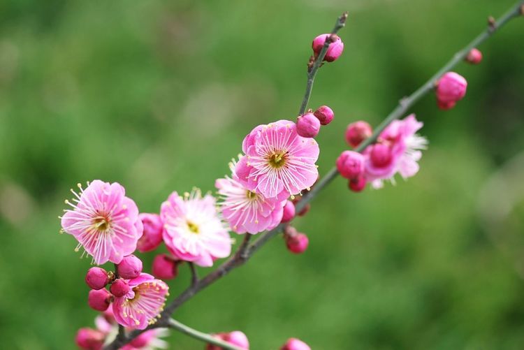 生肖|未来两个月喜鹊报喜，3生肖桃花运不错，生活飞黄腾达！