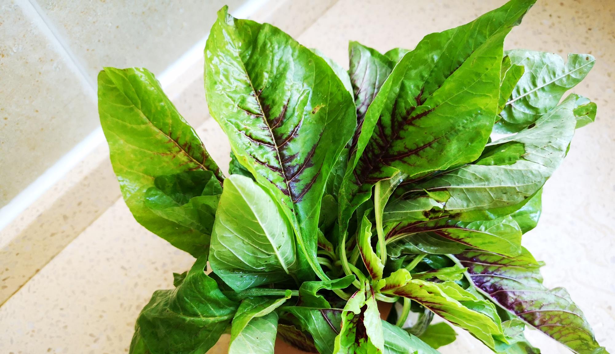 苋菜@它被称为“长寿菜”，它含铁是牛肉6倍，夏天吃正当季，好吃实惠