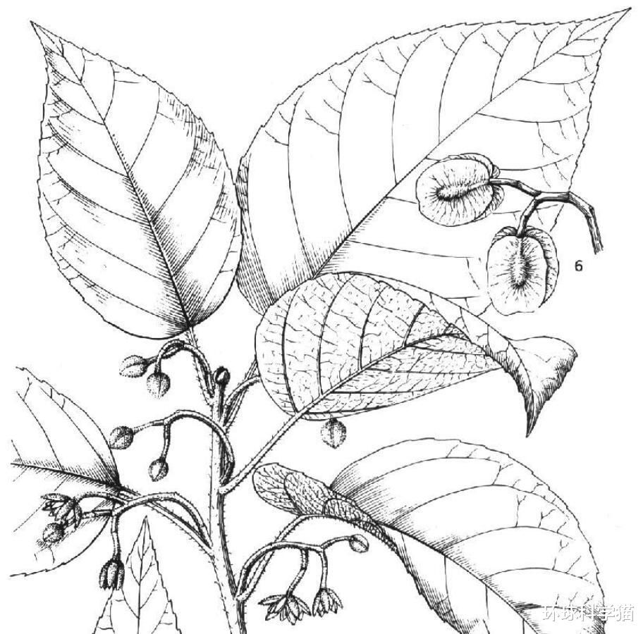 云南▲?最高近30米，云南现濒危植物，地球灭绝，消失动物为何也再现？
