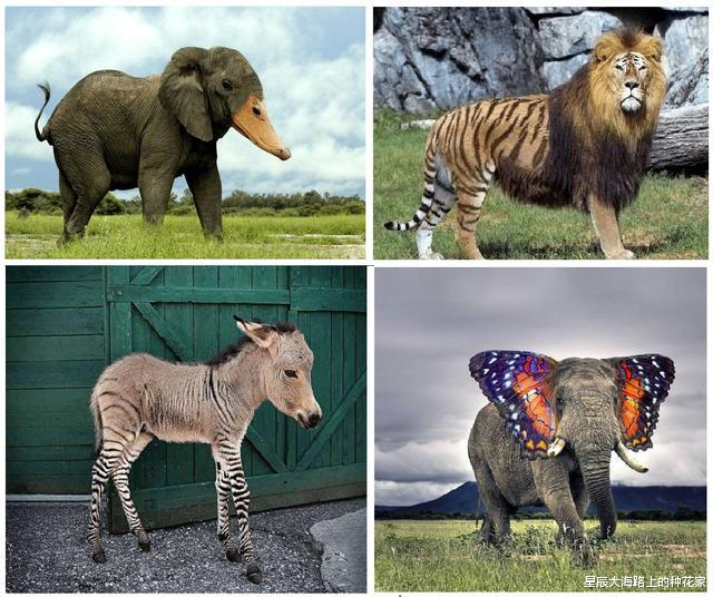 花豹|跨越1.84亿年的杂交,发生意外,科学家创造出了不应该存在的生物