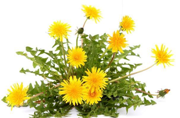 肝脏@女人不想老，肝脏要养好！4件小事，坚持做好，肝好人漂亮