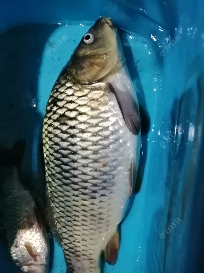 |抽时间小钓一会,大收获