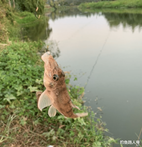 饵料|雨季钓鱼，为啥别人连竿你空军？还是这些细节没做好