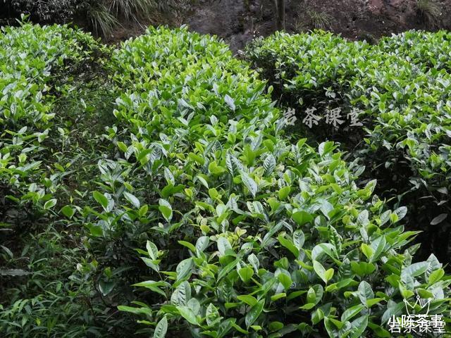 小陈茶事|武夷岩茶秘辛，三百多年的母树大红袍，为什么长不成参天大树？