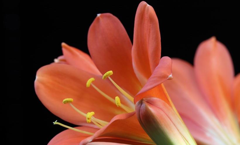 摩羯座|11月中旬，良缘如命，喜获佳人的4大星座，爱情来的刚好！