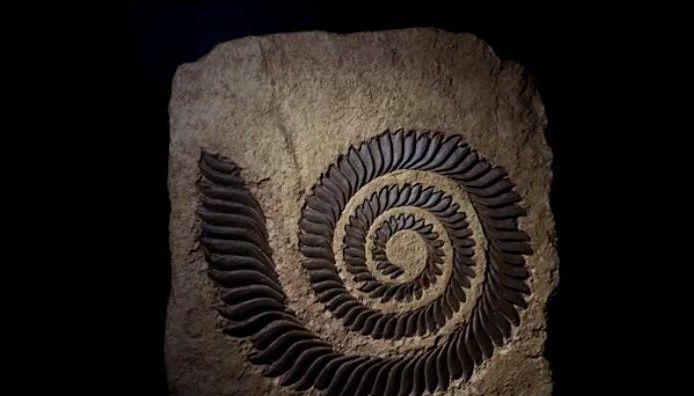 科学家：史上最“妖孽”的鲨鱼，科学家们花100多年都搞不清其造型！