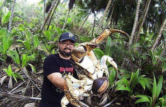 ：世界上最大的陆生螃蟹——椰子蟹的杀伤力究竟有多大