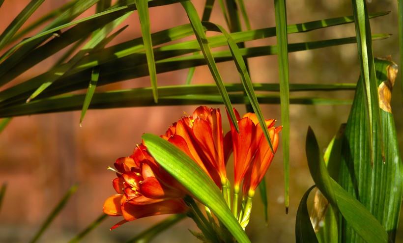 生肖|11月中旬，这4大生肖财富入宅，喜事临门，爱情事业双丰收