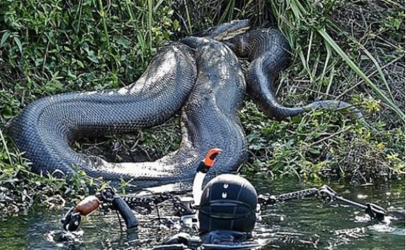 |它才是食物链的王者！横行亚马逊的庞然大物，“森蚺”到底有多强