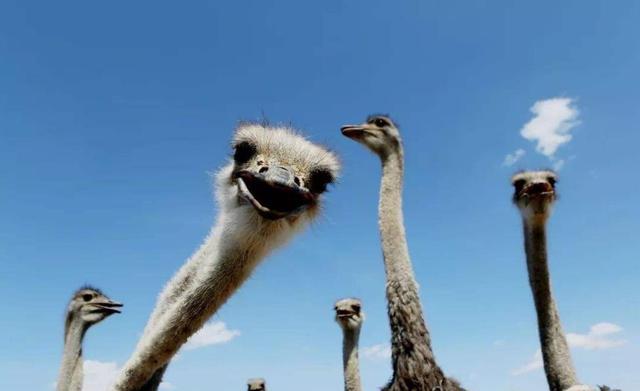 非洲:世界动物之最-高清版(2)