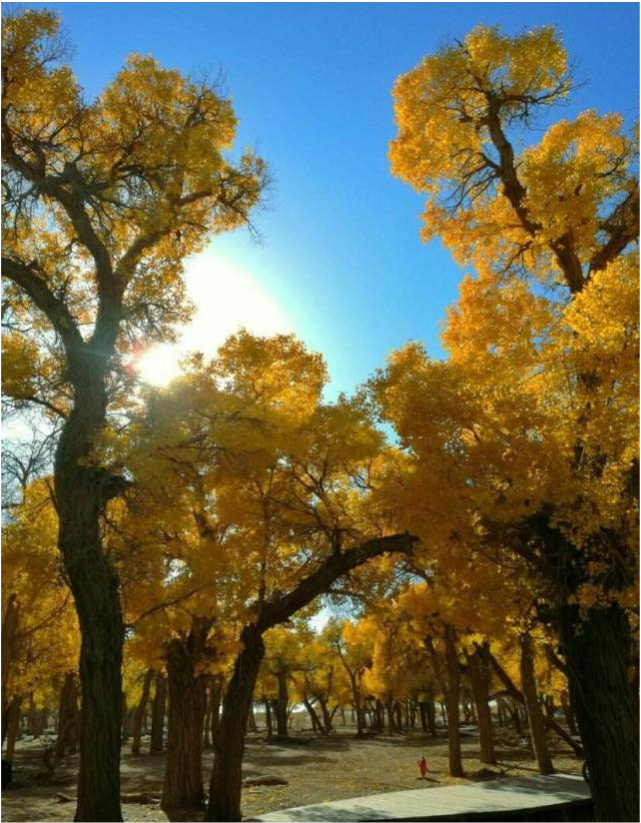 长白山|中国“秋天”最美的10个景区,个个都美如画