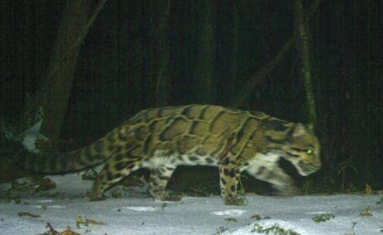 喜马拉雅山|喜马拉雅山“出事”了？猫科动物迁移后，相机拍到的东西让人后怕