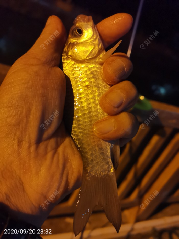 鲫鱼|夜钓鱼口很刁猾 耐心变换小爆护