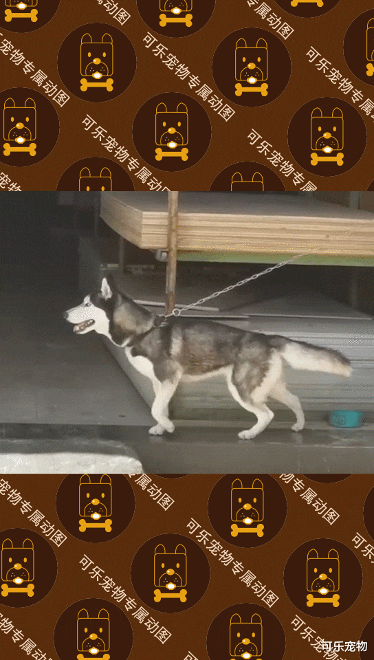 哈士奇街头表演太空步，地砖都盘包浆了，美女出现二哈反应太真实！