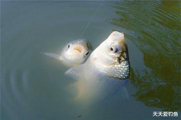 水皮|钓鱼技巧：飞铅钓水皮技巧要点，钓鱼人不得不学的狠招数！