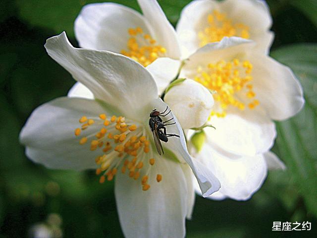 生肖|在8月份，思念犹在，情投意合，但相爱难相守的三大星座