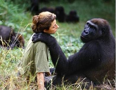 黑猩猩|人和黑猩猩后代实验，5名女性试验后，为什么不敢再尝试了？