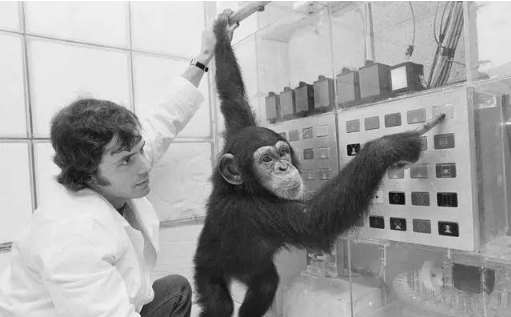 人工授精|丧心病狂的人猿杂交实验