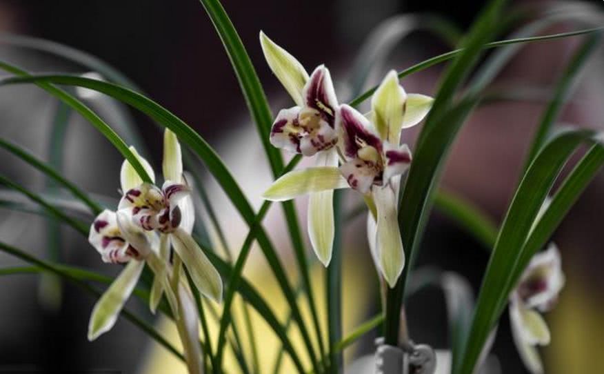 「生肖」4月下旬起，4生肖喜事千里来，横财遍地开，天天开口笑不停