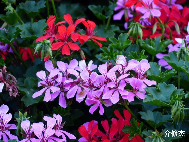 天蝎座|下个月开始,桃花春意盎然,真爱主动送上门的4大星座