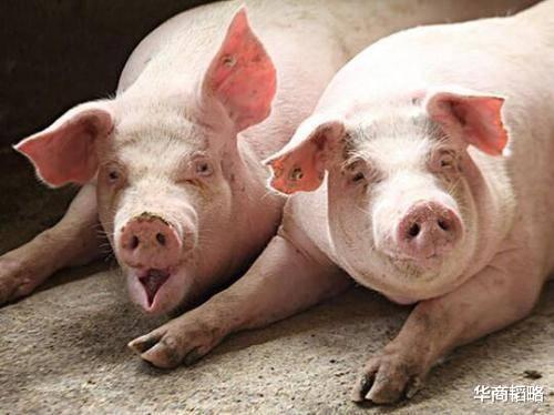 秦英林|猪价拖累牧原股份，千亿猪首富秦英林身家缩水超600亿