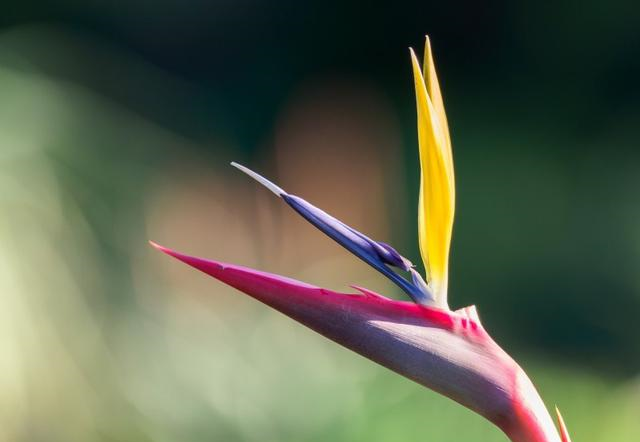 桃花灿烂|10月，桃花灿烂，天赐良缘得祝福，好事成双感情美的四大生肖