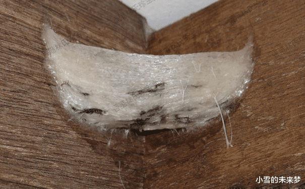 大象|动物身上那些极其昂贵的东西！