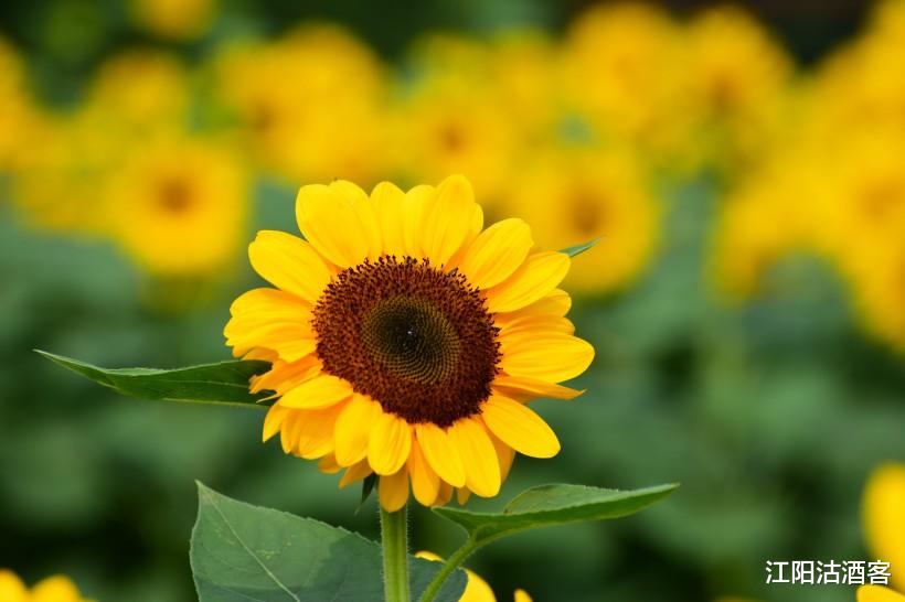 【运势】恭喜！6月下旬，财神降喜，运势注定红火的生肖，金库暴涨