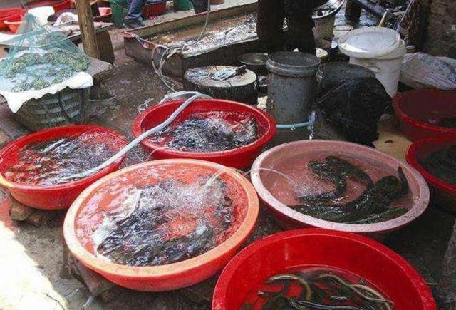 |养鱼大爷说漏嘴：这4种鱼毒素堆积太多，买来浪费钱，吃了伤身体