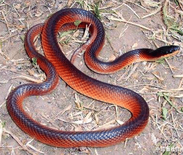 【毒蛇】专吃毒蛇的蛇类？蛇界百毒不侵，但是见过其真容的人却没几个