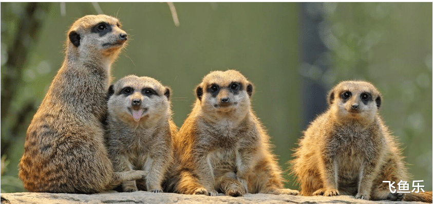 毒蛇|\那些以毒蛇为零食的“蛇类克星”，不是在吃蛇就是在吃毒蛇的路上\