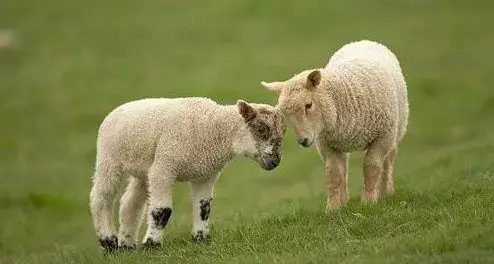 「生肖」生肖羊：“传说中”的3月23日恐有“血光之灾”