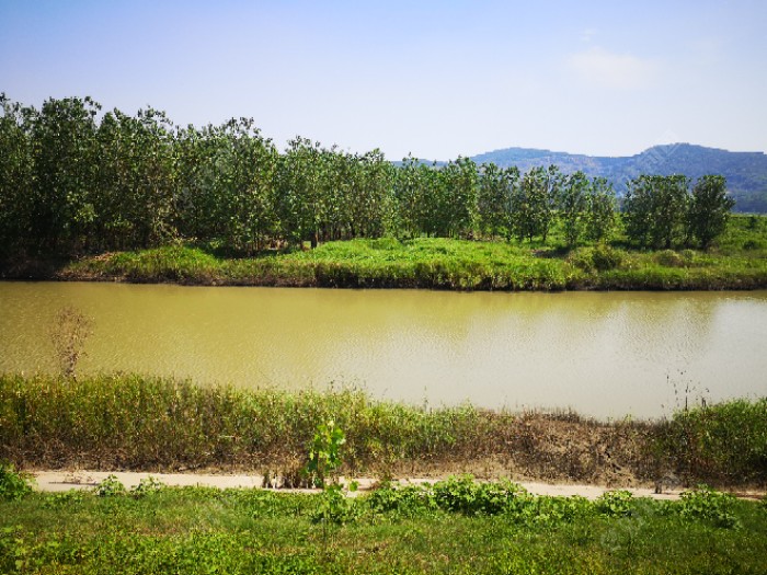 鲫鱼|许久不见，甚是想念