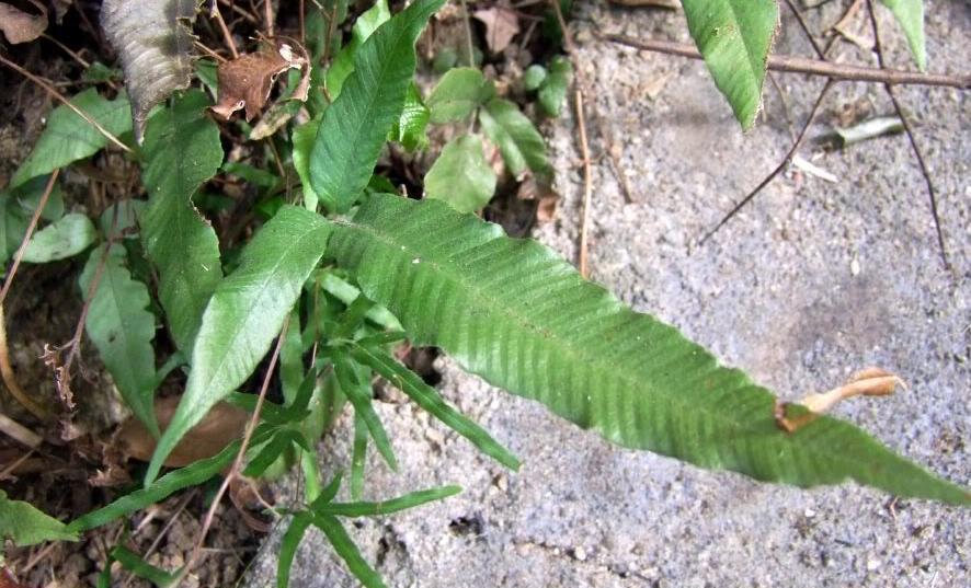 |这种“野草”可不简单，毒蛇见了都得“退步”，一定要认识