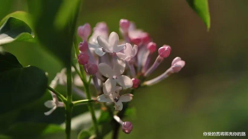运势@6月起贵人助，运势顺遂，财源滚滚，福进家门财到口袋的四属相