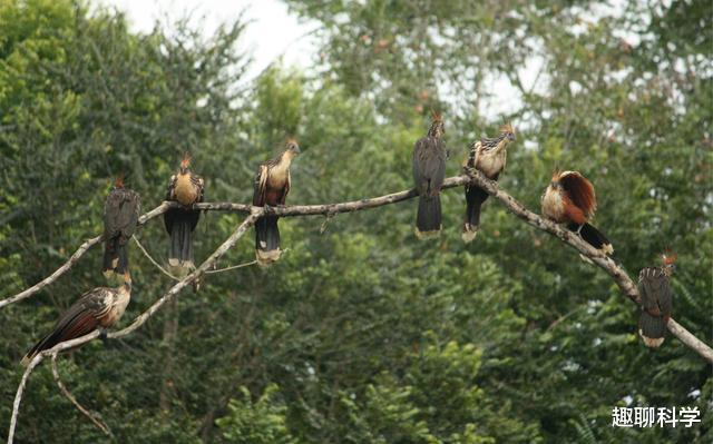 亚马逊河|亚马逊河怪鸟：头戴凤冠却奇臭无比，翅膀长爪不会飞擅长攀爬游泳