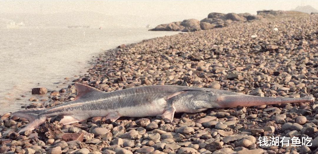 旗鱼|3米长白鲟如何捕食14.5斤重草鱼，至今是迷