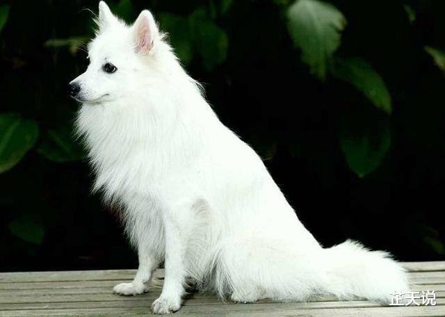 【富翁】古人讲“鸡不过六，犬不过八”，是何意？实为“事出反常必有妖”