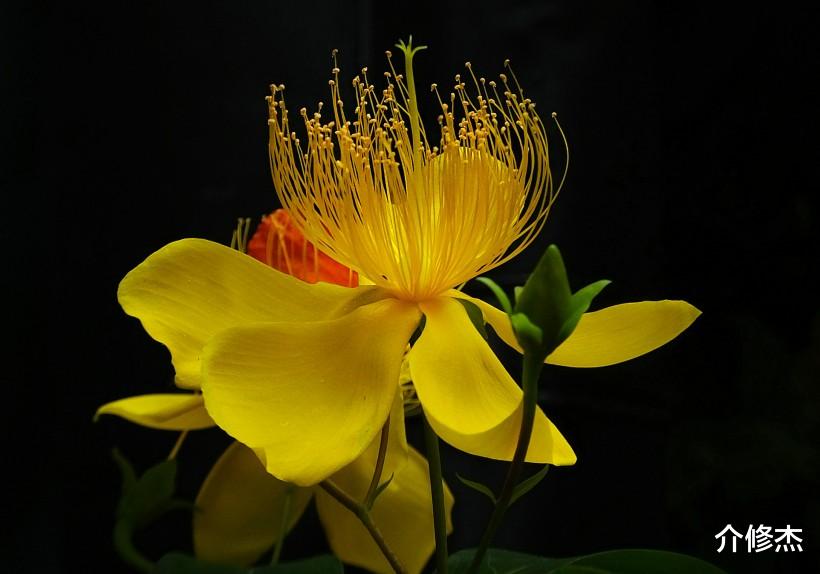 [生肖]7月上旬红娘在身旁，姻缘一线牵，脱单成功的4大生肖