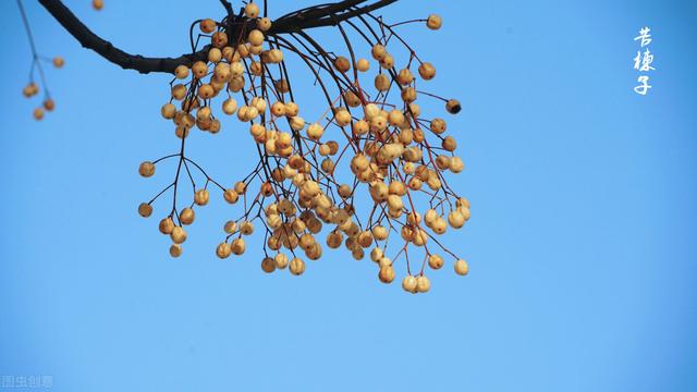 文玩|农村不起眼的苦楝子，可制成文玩手串还能治冻疮！