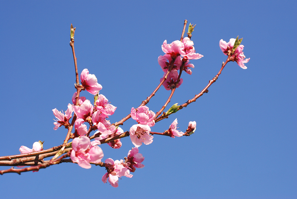 白羊座|恭喜3个星座，9月桃花真的很旺！遇爱情，要珍惜！