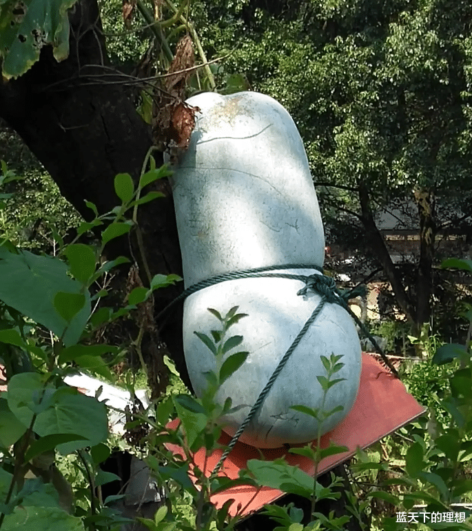 墨斗|“这是什么样的操作呢？还需要用绳子兜住吗？”这情况第一次见哈！