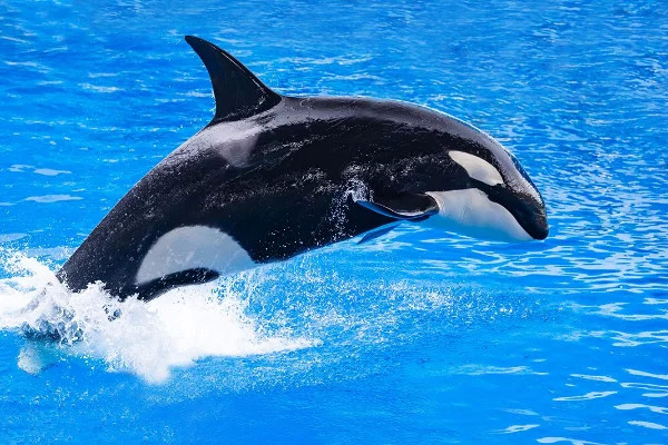 恒星|野生虎鲸杀戮成性，为什么唯独不吃人类反而亲近人类？