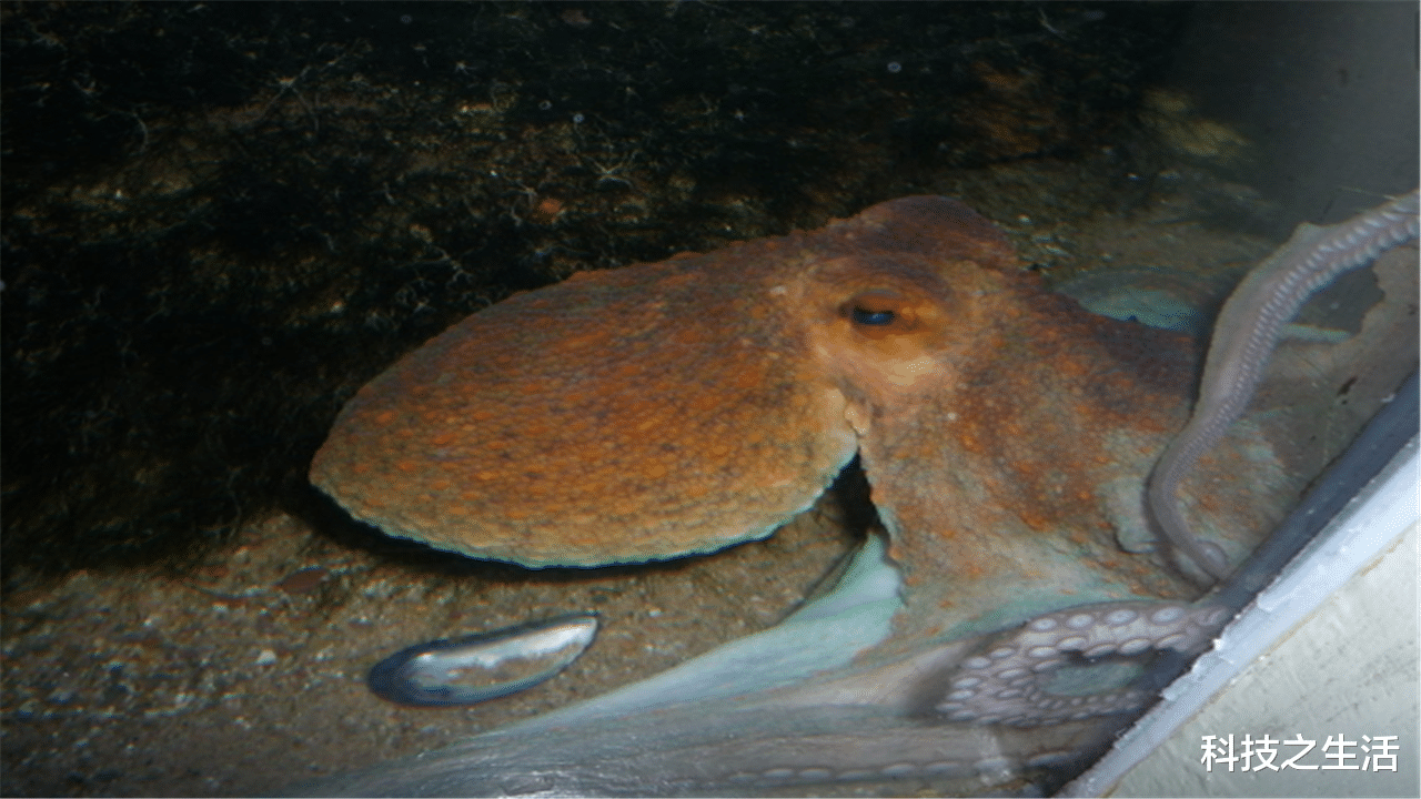 科学家|若人类不再存在,哪种生物将会“接管”地球?答案或会让你失望!